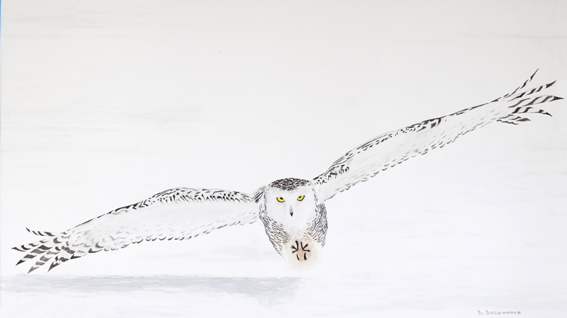 Watercolour painting of a Snowy Owl in flight