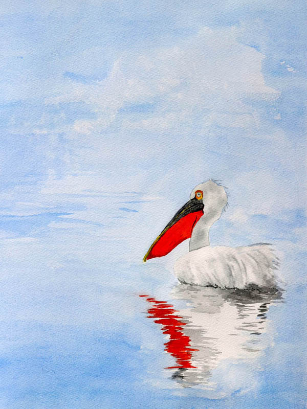 Watercolour painting of a pelican floating in the mist
