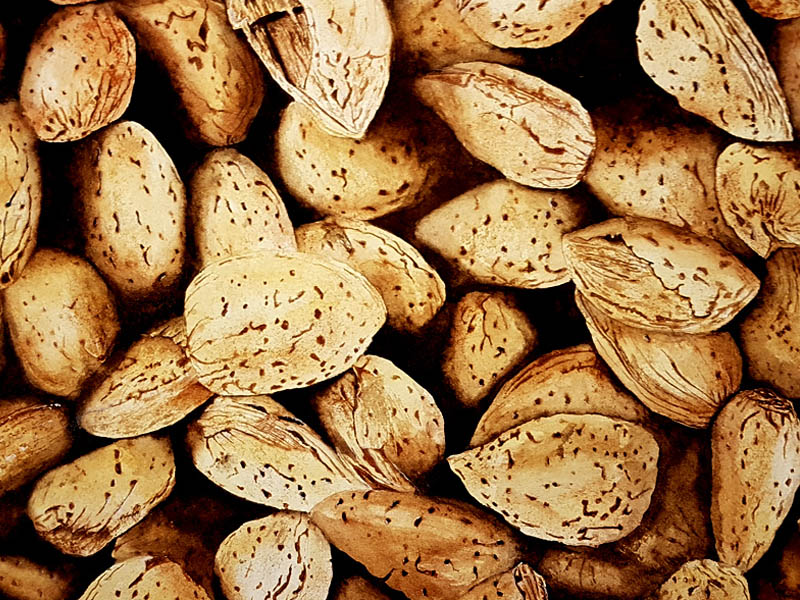 Watercolour painting by David Desormeaux of a bunch of almonds
