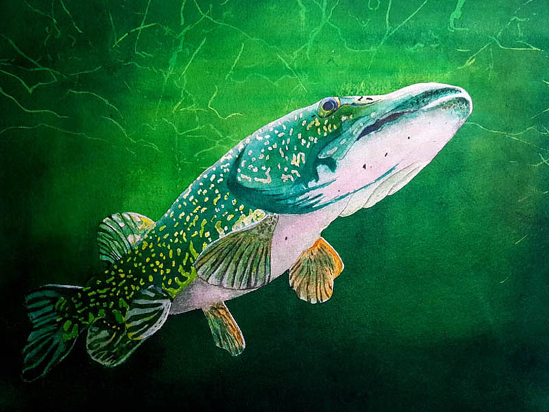 Watercolour painting of a Northern Pike swimming