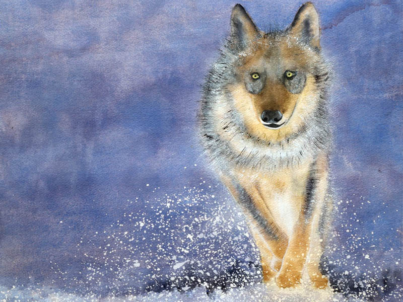Watercolour painting of a running wolf kicking up snow